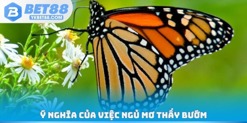 Ý nghĩa của việc ngủ mơ thấy bướm