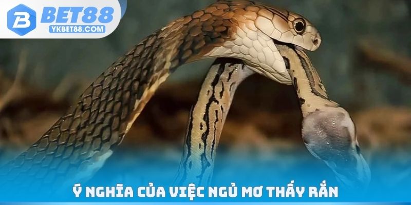 Ý nghĩa của việc ngủ mơ thấy rắn